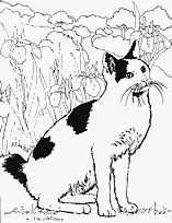 coloriage chat tachete dans le jardin
